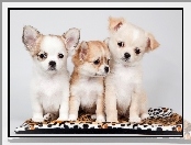 Słodkie, Chihuahua, Trzy, Szczeniaczki