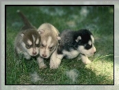 słodkie, Siberian Husky, trzy, szczeniaki
