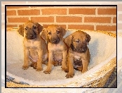 słodkie, Rhodesian ridgeback, trzy, szczeniaki