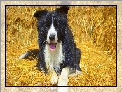 Słoma, Leżący, Border collie