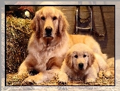 Psy, Słoma, Dwa, Golden retriever