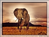 Słoń, Afryka