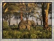 Słoń, Fotografia