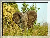 Słoń, Trawa
