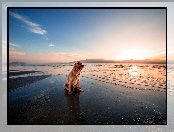 Wschód słońca, Cavalier King Charles spaniel, Morze