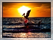 Słońca, Morze, Zachód, Pelikan