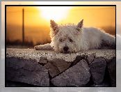Słońce, West Highland White terrier, Murek