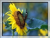 Słonecznik, Motyl