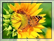 Słonecznik, Motyl