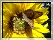 Motyl, Słonecznik, Brązowy
