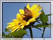Motyl, Słonecznik, Kolorowy