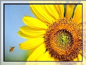 Słonecznik, Pszczoła
