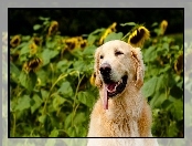 Słoneczniki, Golden Retriever, Jęzor