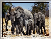 Słoni, Afryka, Rodzina, Sawanna
