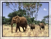 Słoni, Afryka, Rodzinka, Sawanna