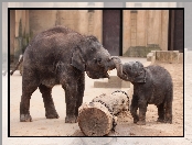 Słoniątko, Zoologiczny, Słonica, Ogród