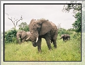 Słonie, Afryka