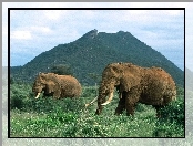 góra, słonie, kły