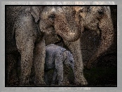 Słonie, Rodzinka