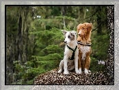 Owczarek australijski-australian shepherd, Retriever z Nowej Szkocji