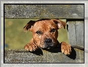 Smutne, Ogrodzenie, Staffordshire Bull Terrier, Oczy