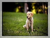 Smycz, Golden Retriever, Szczeniak