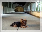 smycz, Leżący, Australian Silky Terrier