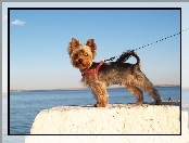 Smycz, Piesek, Yorkshire Terrier