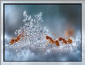 Grafika, Śnieg, AI, Śnieżynka, Mrówki