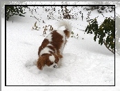 śnieg, Rudo-biały, King Charles Spaniel