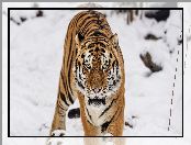 Śnieg, Tygrys, Drapieżnik