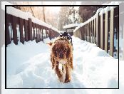Mały, Śnieg, Pies, Zima, Most