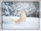 Śnieg, Golden retriever