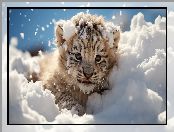 Śnieg, Młody, Tygrys