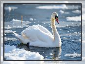 Śnieg, Łabędź, Woda