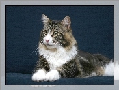 Snowshoe