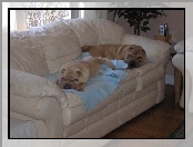 sofa, skórzana, Shar Pei, dwa, jasna