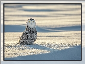Śnieg, Ptak, Sowa śnieżna