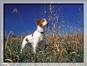 Brittani Spaniel, Łąka