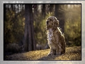 Cocker spaniel amerykański