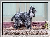 Cocker spaniel angielski, Blue roan, Pies, Maść