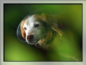 Cocker Spaniel, Zbliżenie