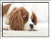 Cavalier king charles spaniel, Mały, Pies