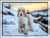 Cocker spaniel angielski