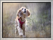 Cocker spaniel angielski, Pies, Łąka, Rozmyta, Biegnący, Szelki