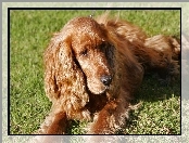 Trawa, Spaniel