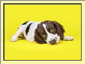 Springer spaniel walijski, Leżący, Szczeniak