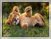 Trawa, Śpiące, AI, Lew, Lwiątko