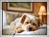 Yorkshire terrier, Pies, Śpiący