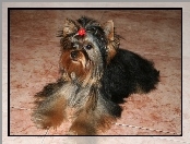 spinka, słodki, Yorkshire Terrier